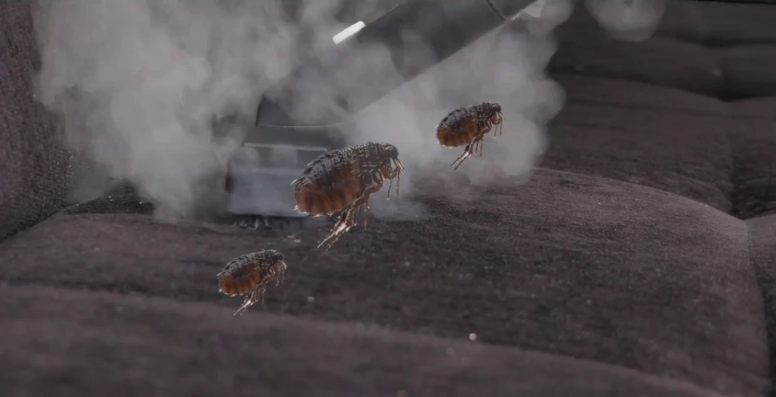 Carpet cleaning technician in Medford Oregon — professional treatment for flea and dust mite allergen reduction